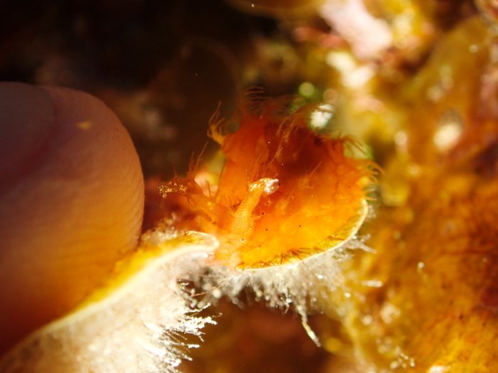 Nudibranche