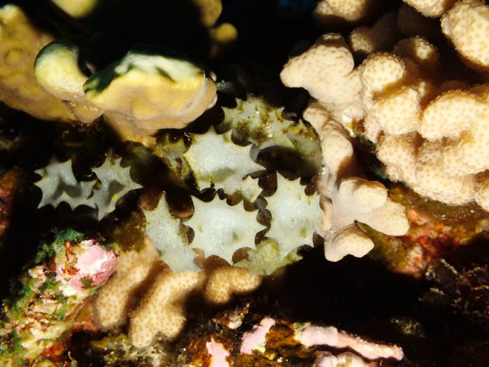 Turbinaria ornata