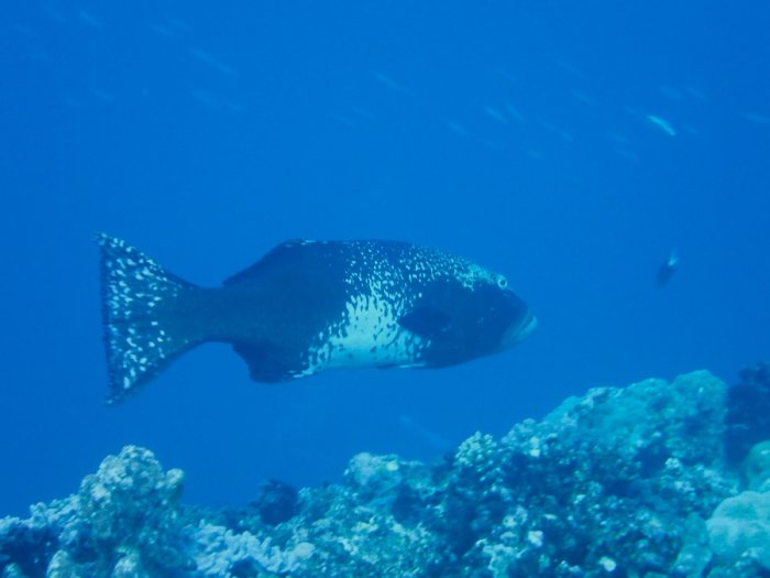 Poissons osseux