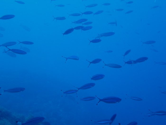 Poissons osseux