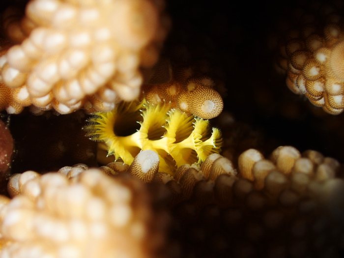 Spirobranchus corniculatus