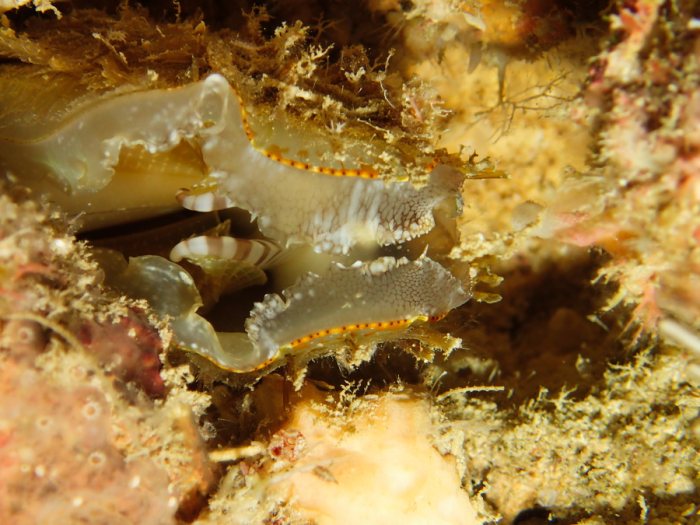 Bivalve