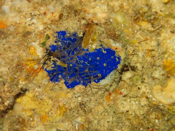 Éponges