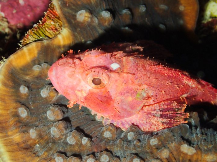 Scorpaenopsis papuensis