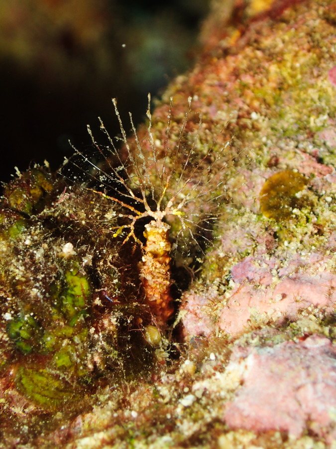 Lanice conchilega