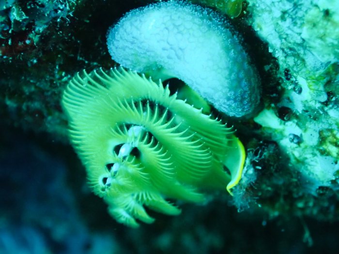 Spirobranchus corniculatus