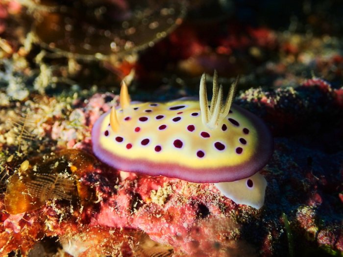 Goniobranchus kuniei