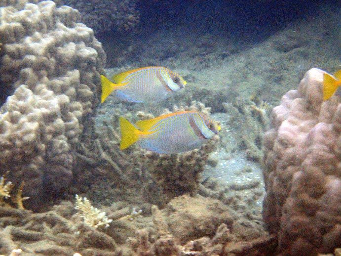 Siganus doliatus