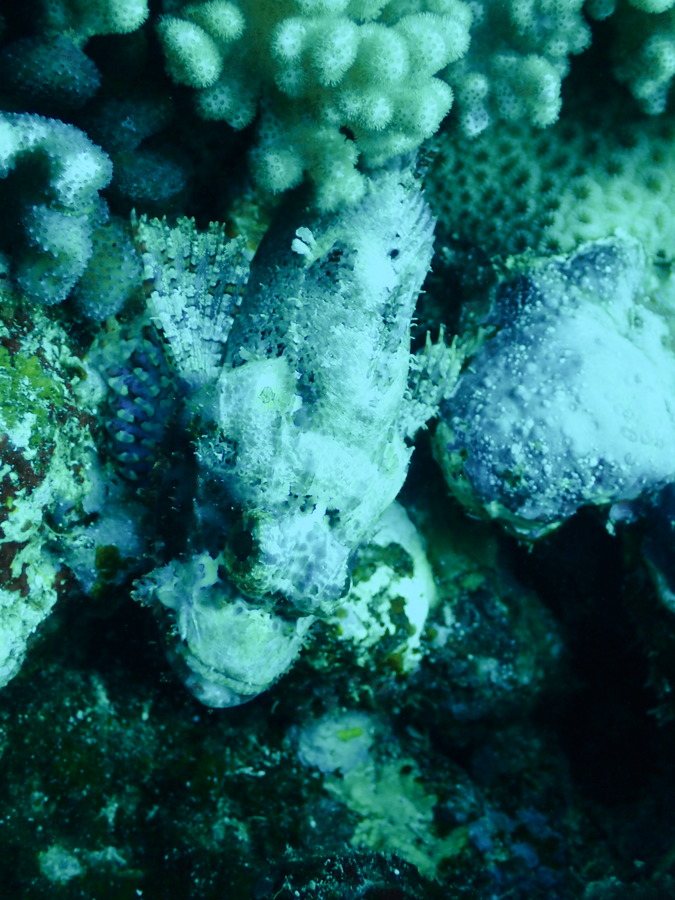 Scorpaenopsis possi