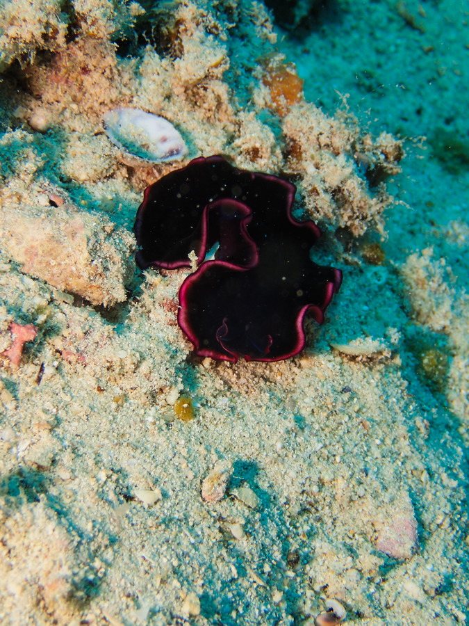 Pseudobiceros gloriosus