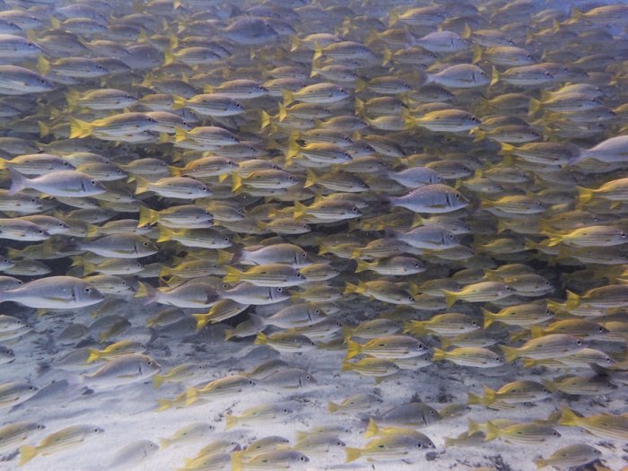 Lutjanus fulviflamma