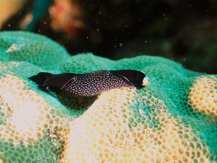 Mariaglaja inornata