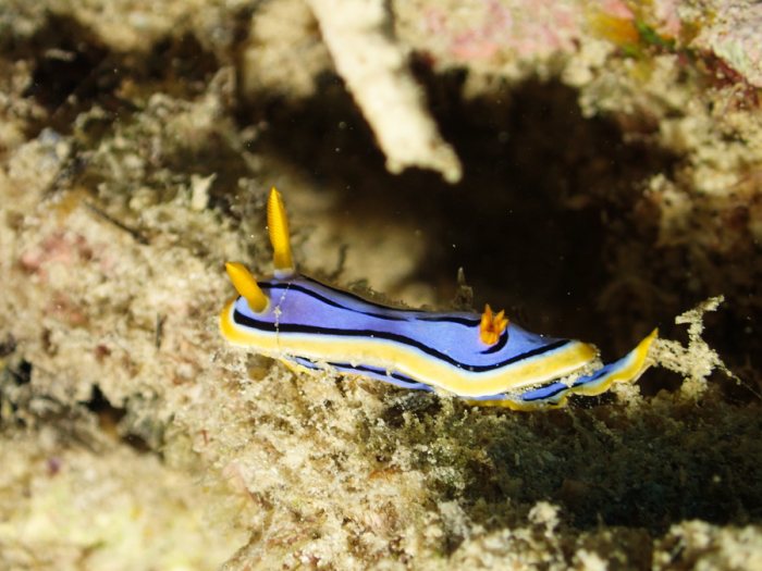 Chromodoris elisabethina