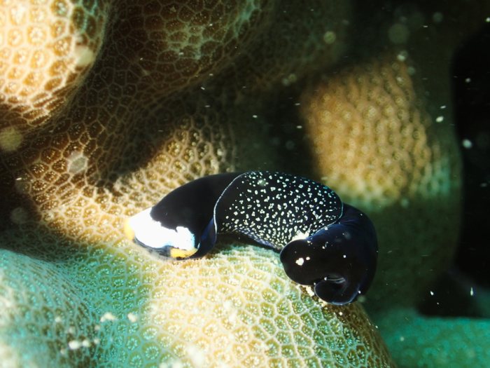 Mariaglaja inornata