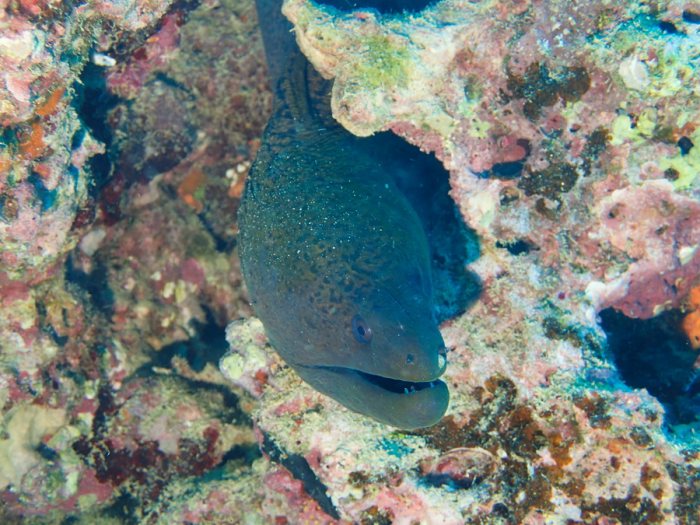 Gymnothorax flavimarginatus
