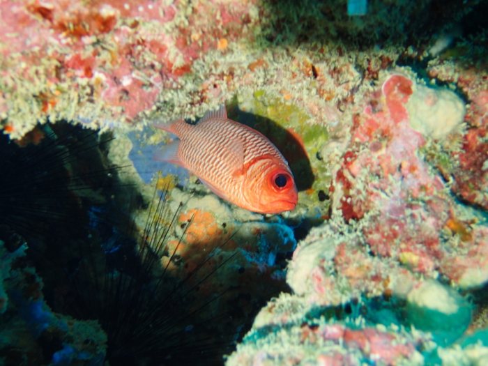 Poisson-soldat