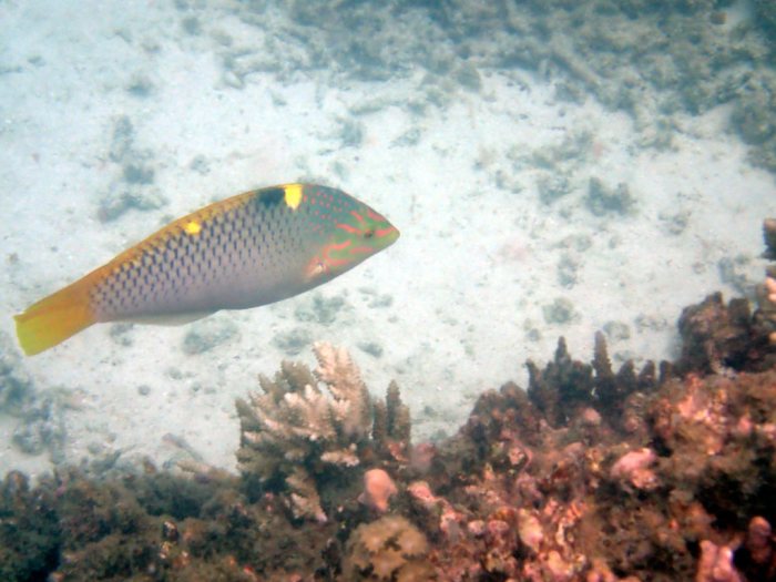 Halichoeres hortulanus