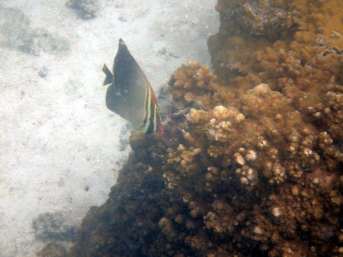 Chaetodon baronessa