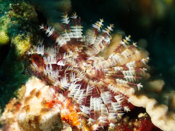Sabellastarte sp.