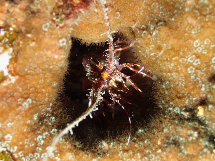 Langouste