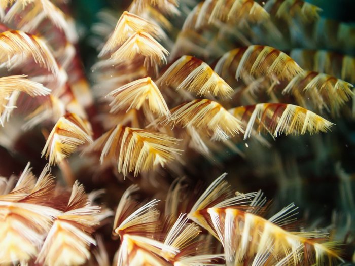 Sabellastarte sp.