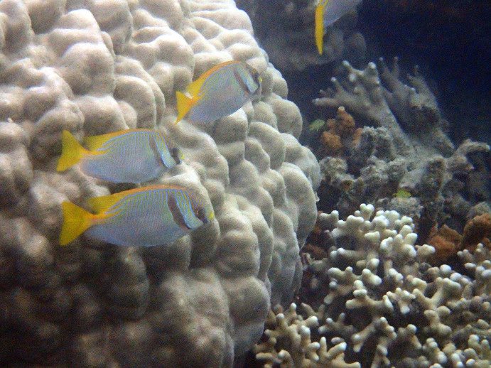 Siganus doliatus