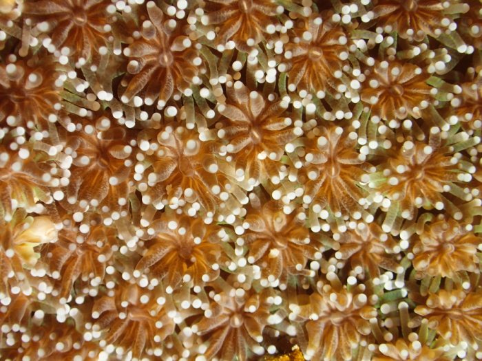 Cnidaires