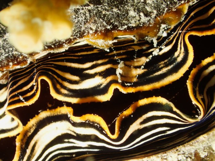 Athrina vexillum