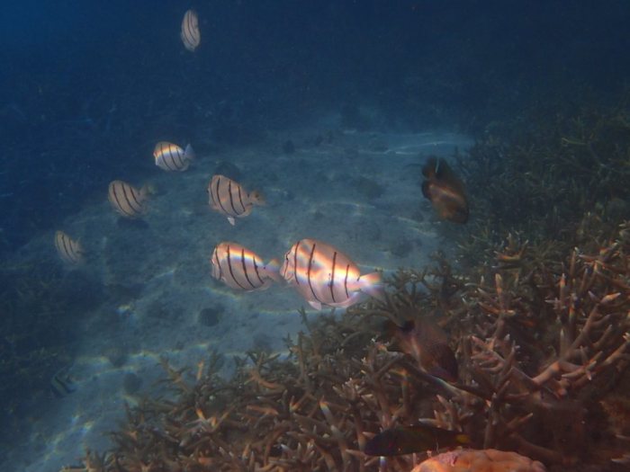 Acanthurus triostegus