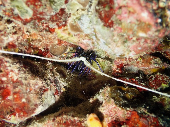 Langouste