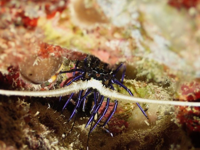 Langouste