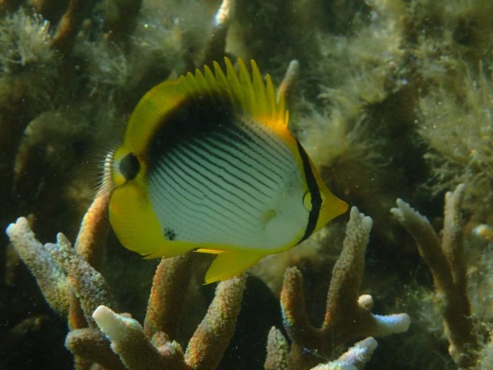 Chaetodon melannotus