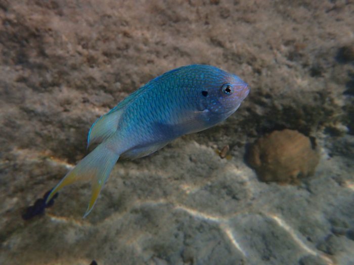 Pomacentrus pavo