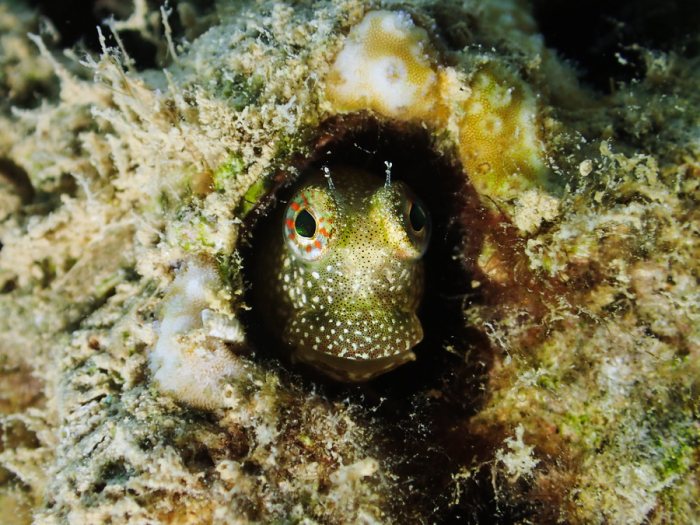 Salarias alboguttatus