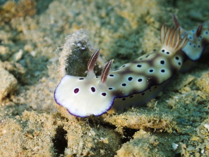 Hypselodoris tryoni