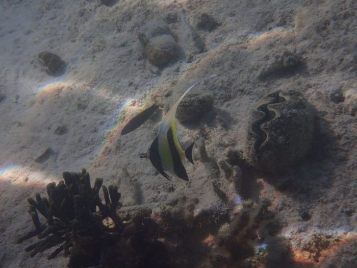 Zanclus cornutus