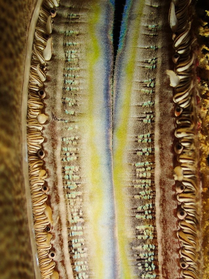 Pedum spondyloideum
