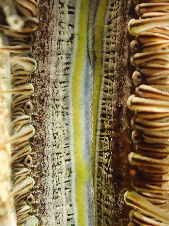 Pedum spondyloideum