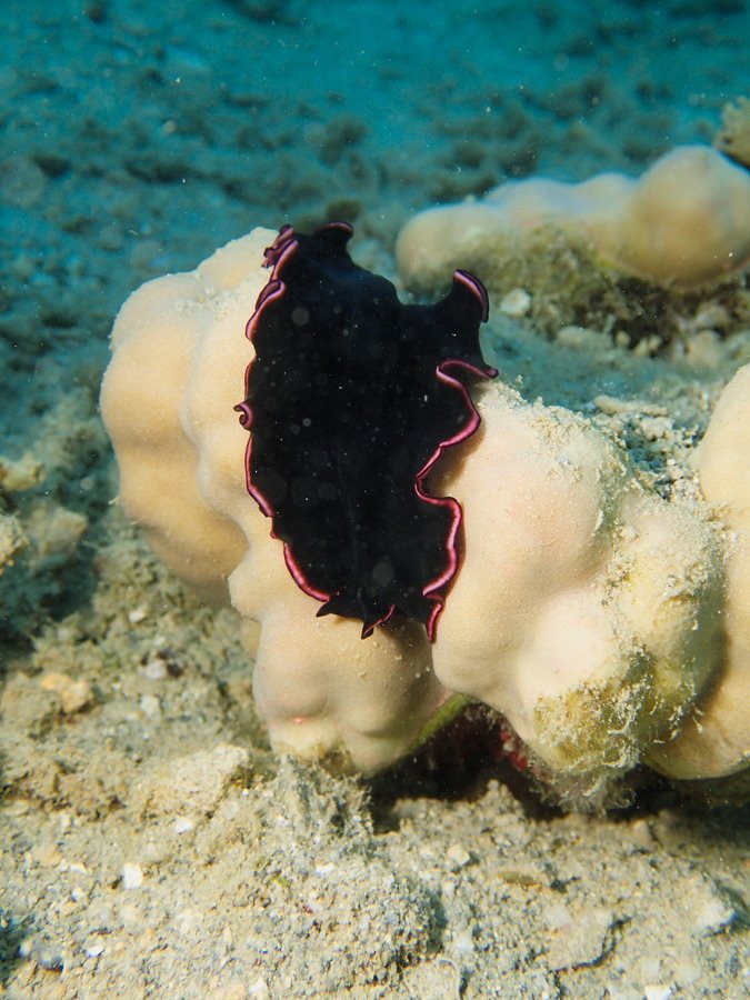 Pseudobiceros gloriosus