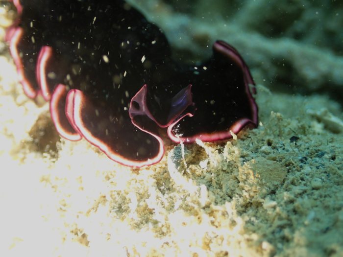 Pseudobiceros gloriosus