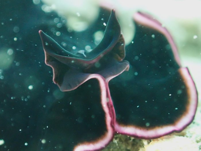 Pseudobiceros gloriosus