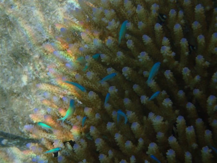 Chromis viridis