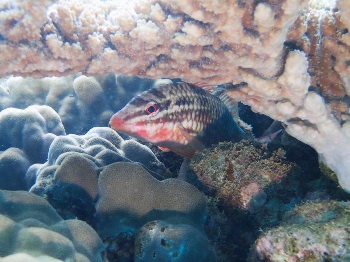 Parupeneus ciliatus