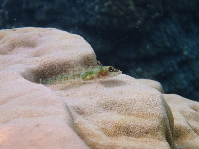 Poisson à trois nageoires