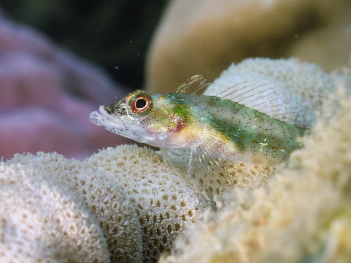 Poisson à trois nageoires