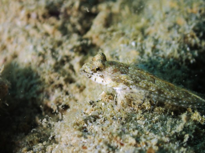 Poissons osseux