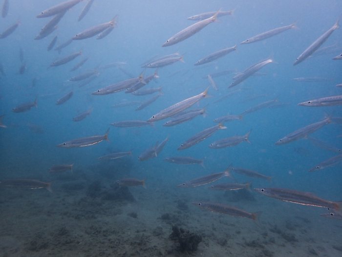 Barracouda