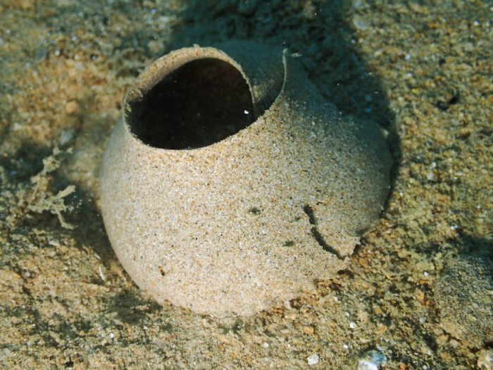 Gastéropode