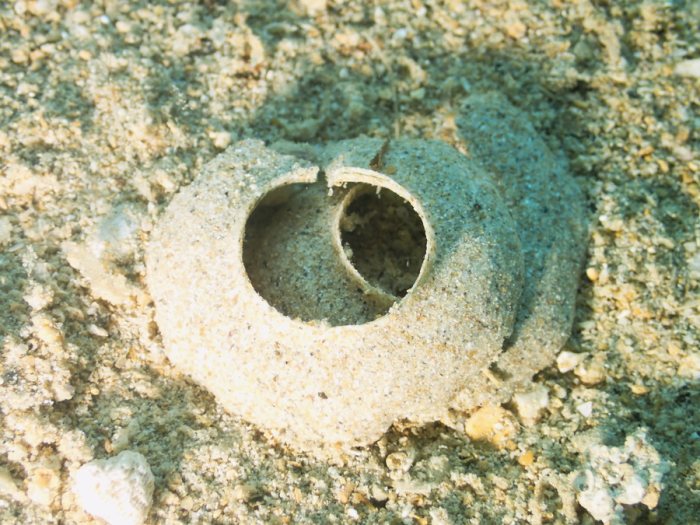 Gastéropode