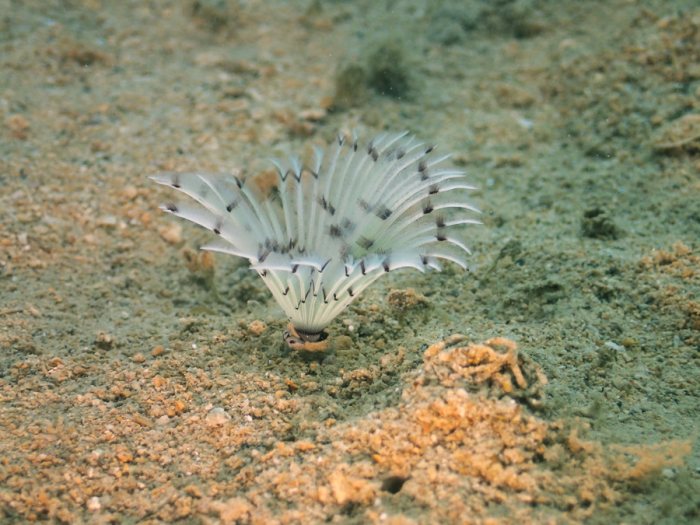 Sabellidae sp.